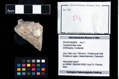 Foto (Objekt + Etikett) von Cengodromites ovale  (NHMW-GEO-2014-0194-0004)